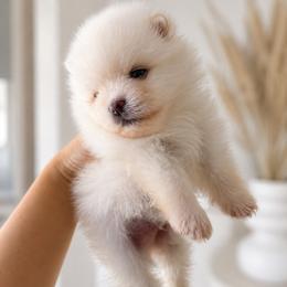 Teddy - White male Pomeranian puppy in California from Petite Poms Of CA