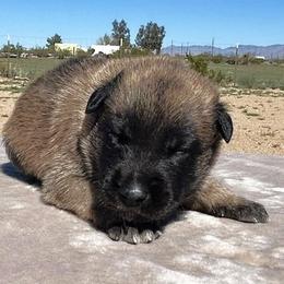 Green-3 weeks old - Fawn male Belgian Malinois puppy in Golden Valley, Arizona from Desert Wind Kennels