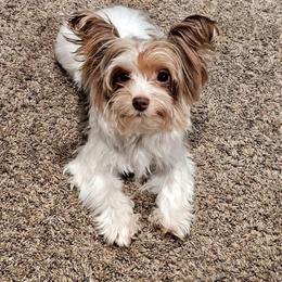 Charade - Yorkshire Terrier