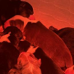 Boy 1 (Red Tri Male) - Red tri-color male Australian Shepherd puppy in Fort Recovery, Ohio from Mud Path Australian Shepherds