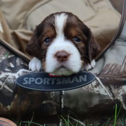 English Springer Spaniel Puppies from White Pine Springer Spaniels
