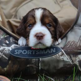 English Springer Spaniel Puppies from White Pine Springer Spaniels