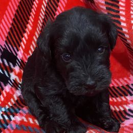 Miniature Schnauzer Puppies from Apples schnauzers