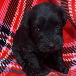 Miniature Schnauzer Puppies from Apples schnauzers