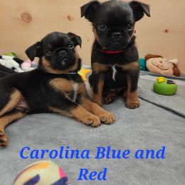 Brussels Griffon Puppies from Little Griffons