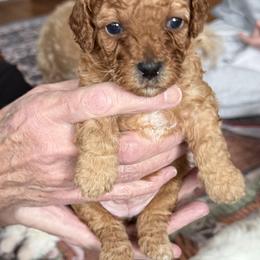 Poodle Puppies from Cedar Falls Toy Poodles