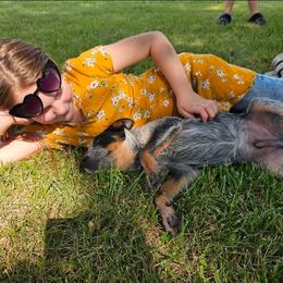 Australian Cattle Dog Puppies from TLC Cattle dogs