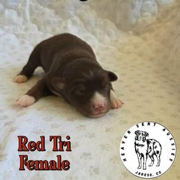 Virginia - Red tri female Toy Australian Shepherd puppy in Jaroso, Colorado from Heaven Sent Aussies