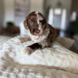Macallen - Merle male Goldendoodle puppy in Queen Creek, Arizona from Sunny Doodles