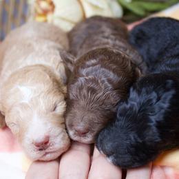 Male 1 - Brown and white male Aussiedoodle puppy in Belgreen, Alabama from Scott’s Farm Poodles and Doodles