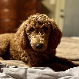 Aussiedoodle and Goldendoodle Puppies from Gray Doodles