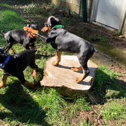 Doberman Pinscher Puppies from Spellbound Doberman Pinschers