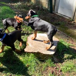 Doberman Pinscher Puppies from Spellbound Doberman Pinschers