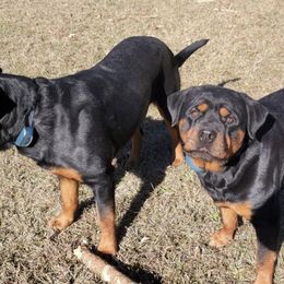 Rottweilers from Vom Zamozdra Haus Rottweilers