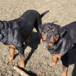 Rottweilers from Vom Zamozdra Haus Rottweilers