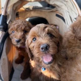 Teddy - Red male Cavapoo puppy in Honolulu, Hawaii from Aloha Paradise Poodles LLC