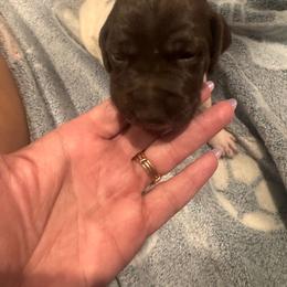 White - Liver and white female German Shorthaired Pointer puppy in Biloxi, Mississippi from Burch legacy kennels