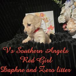Basset Hound and Dachshund Puppies from V's Southern Angels