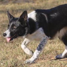 Border Collies from ShooflyFarm