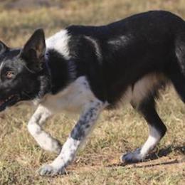 Border Collies from ShooflyFarm