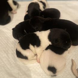 Akita Puppies from Gloe Akita's