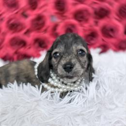 Zsazsa - Brindle female Dachshund puppy in Richmond, Virginia from Irresistible Dachshunds & Cavaliers