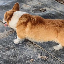 Chip - White and red Pembroke Welsh Corgi puppy in Wildersville, Tennessee from Robbie's Hobby Corgi's