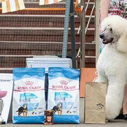 Poodles from NCR Ranch