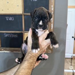Max - Brindle male Boxer puppy in Rochester, Washington from Holly's Boxers of Rochester
