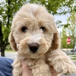 Bernedoodle, Cavalier King Charles Spaniel, and Poodle Puppies from Ellas.Pups (Bernedoodles & Cavapoos)