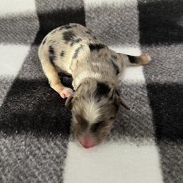 Boy 3 - Blue merle male Miniature Australian Shepherd puppy in Lubbock, Texas from Papa 67's amazing Aussies