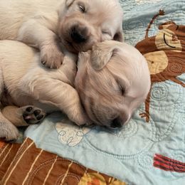 Golden Retriever Puppies from English Cream Goldens in Georgia