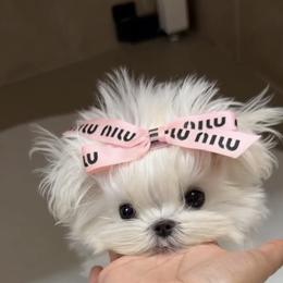 Ultra tiny girl  16000 - White female Maltese puppy in Miami, Florida from Natalias Tiny Chihuahuas
