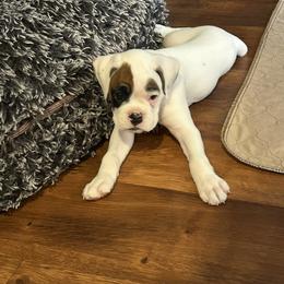 Boxer Puppies from KP Boxers