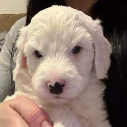 Daisy - White female Bernedoodle puppy in Sturtevant, Wisconsin from Raising Doodles