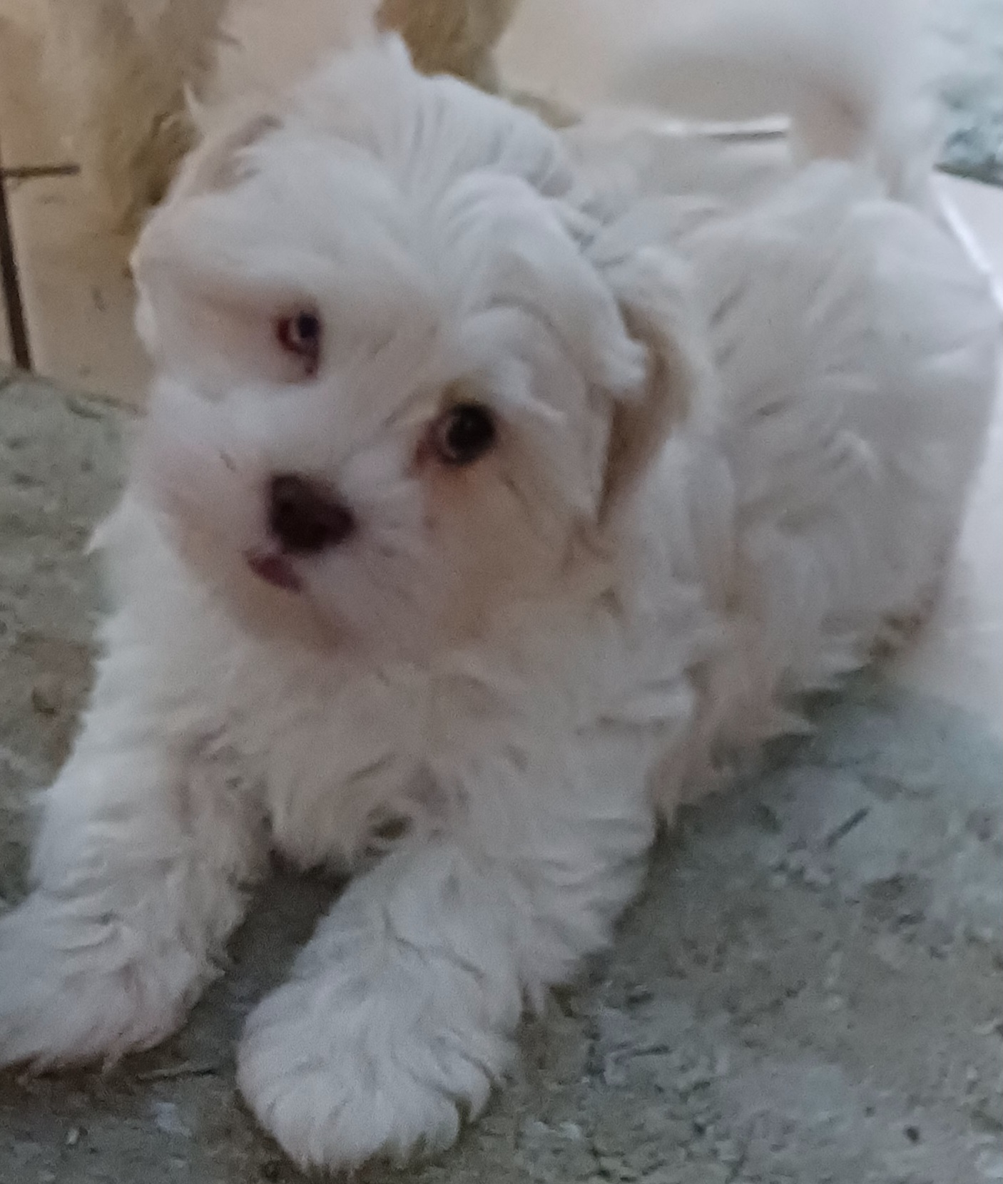 "Butterscotch is beige and white nad 800" Havanese Puppies from Heavenly Havanese