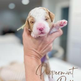 Peppermint Pattie - Red female Bernedoodle puppy in Sulphur, Louisiana from Curly Q’s Of Carlyss