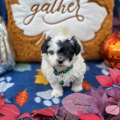 Phantom of the Opera - Blue Collar - Black and white male Shichon puppy in Troy, Ohio from Oodles of Doodles