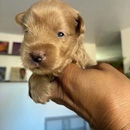 Otto (Blue collar) - Wheaten male Miniature Schnauzer puppy in Hemet, California from Journee Home Mini Schnauzers