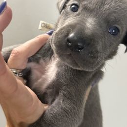 Olive - Blue female Great Dane puppy in Batavia, Illinois from Dream Danes House of Cambridge Great Danes
