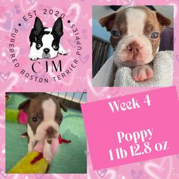 Poppy - Red female Boston Terrier puppy in Jupiter, Florida from CJM Boston and Boxer Puppies