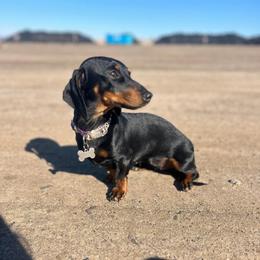 Windalynn - Dachshund