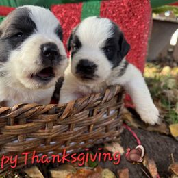 Boy 1 - Red and white male Saint Bernard puppy in Castle Rock, Washington from PNW Saint Berdoodles