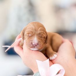 Girl 2 - Red  female Goldendoodle puppy in Ontario, California from Teddy Doodles & Standard Poodles