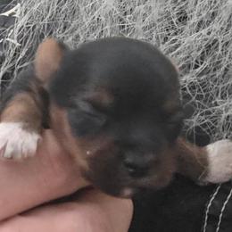 Yorkshire Terrier puppies from Mark Carfagno's Pups