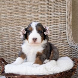 Fawn - Merle female Goldendoodle puppy in Temecula, California from Temecula Creek Doodles