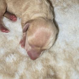 Little light Cream - Cream female Dachshund puppy in Barre, Massachusetts from Central Mass Dachshunds