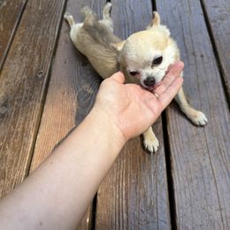 Chihuahua puppies from Red Paw Chihuahuas