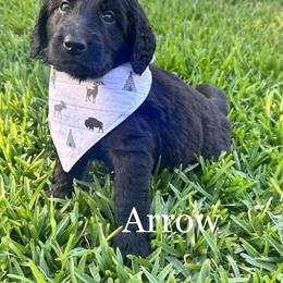 Goldendoodle Puppies from Muddy Acre Pups