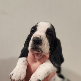 Basset Hound Puppies from Twin Creek Acres
